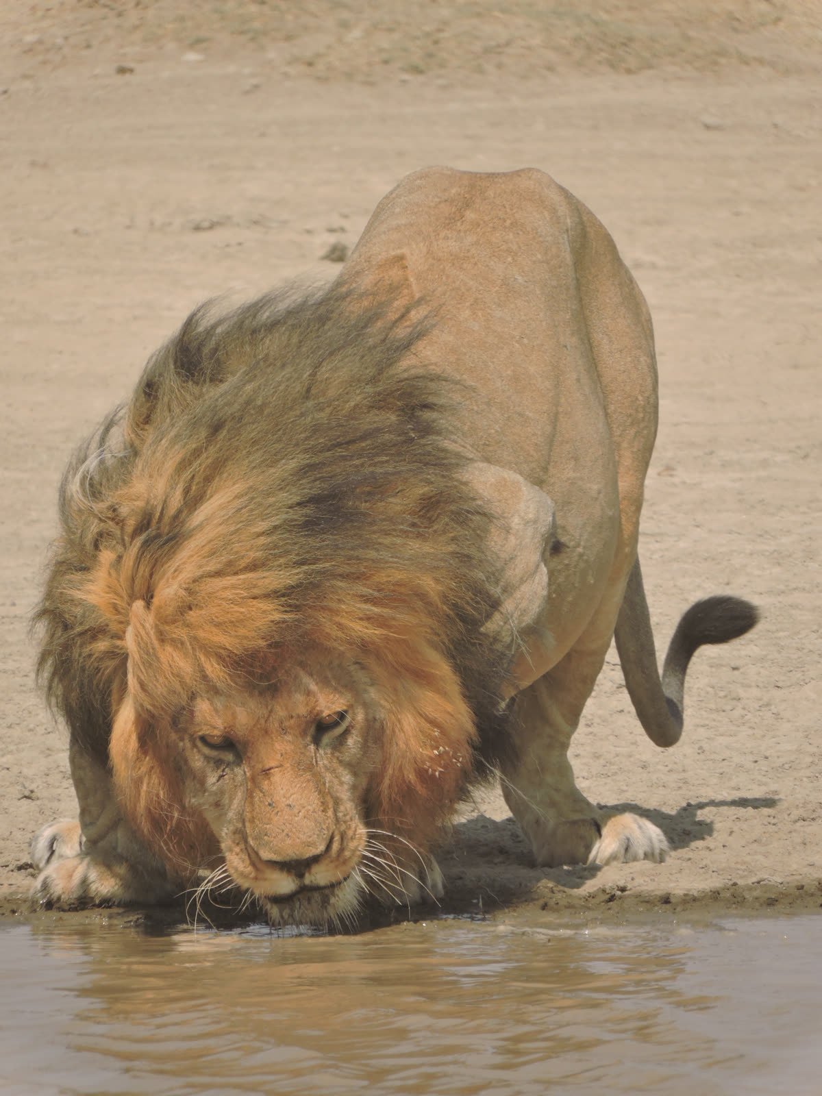 A male lion drinking at a waterhole