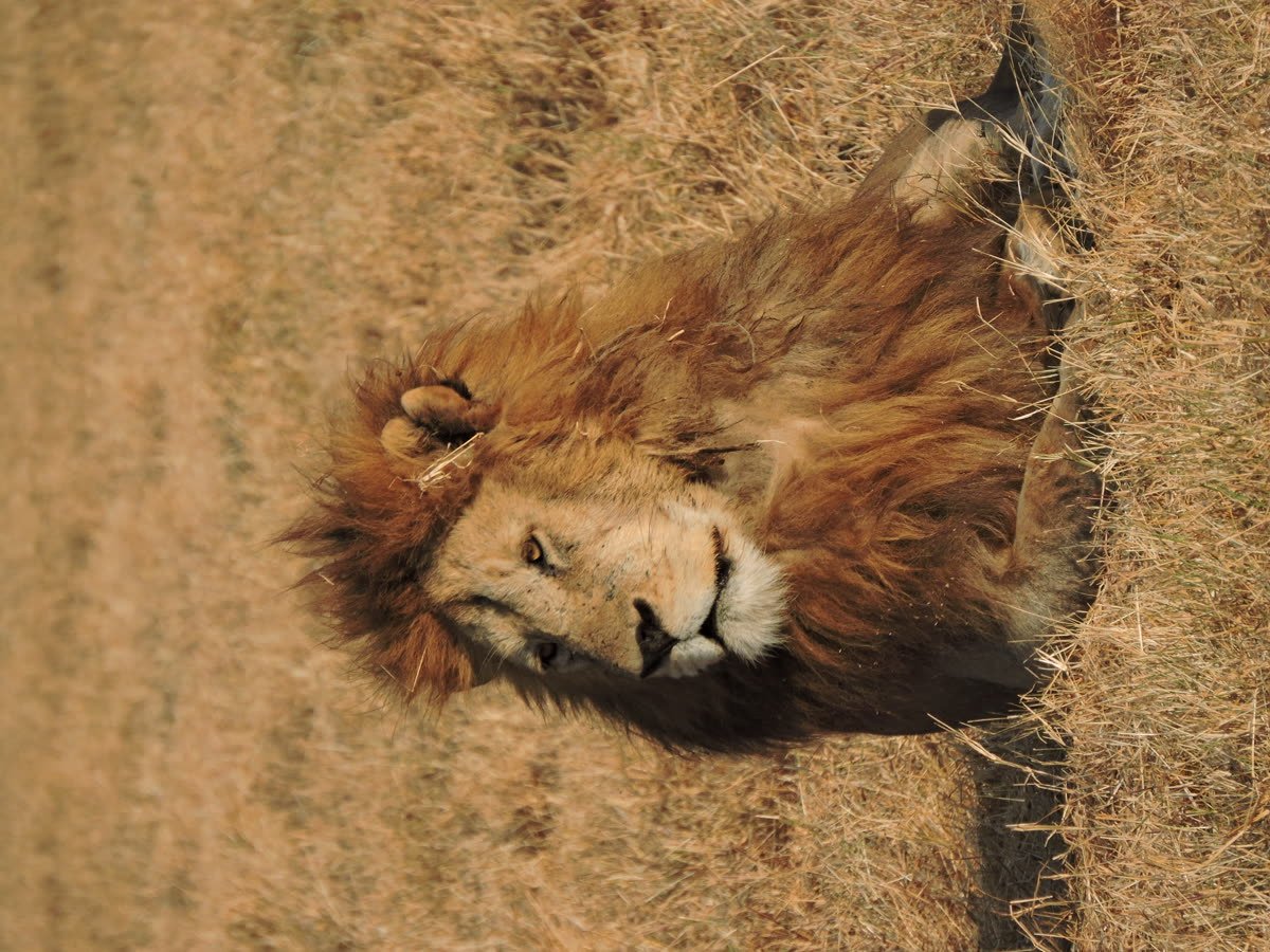 A male lion asleep in the golden grass