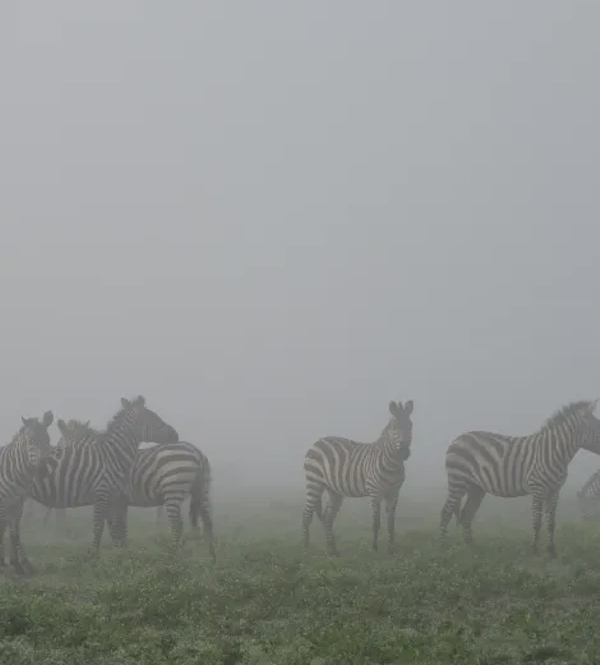 Zebra emerging from the morning mist