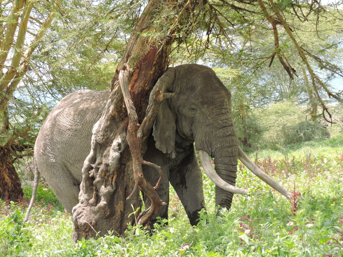 An elephant and her calf beneath a tree
