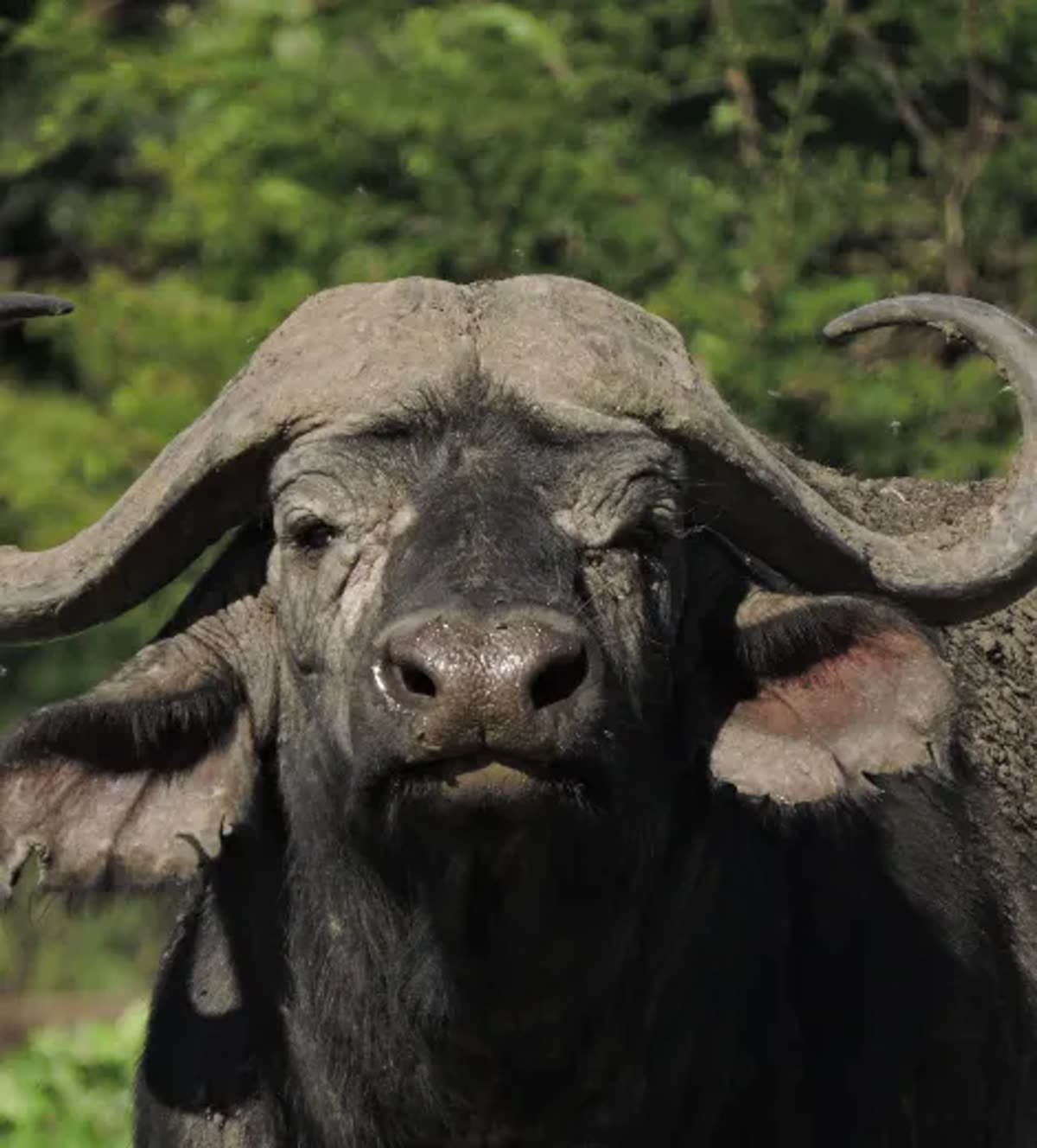 A cape buffalo bull, horns worn smooth