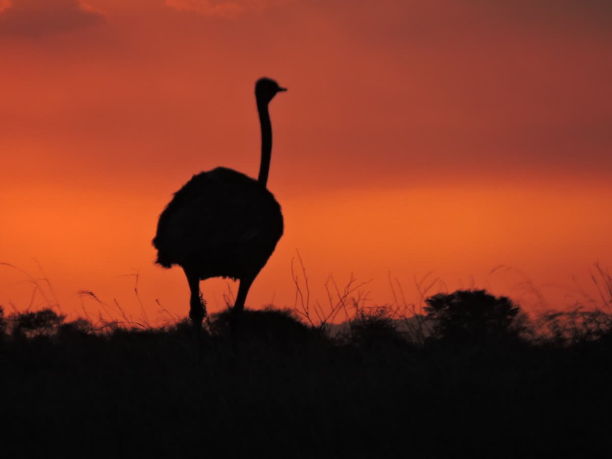 An ostrich silhouetted against a burning sky