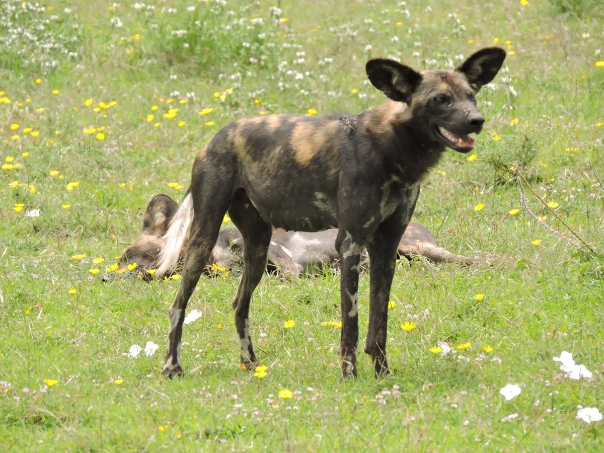 An African wild dog in flowering grass