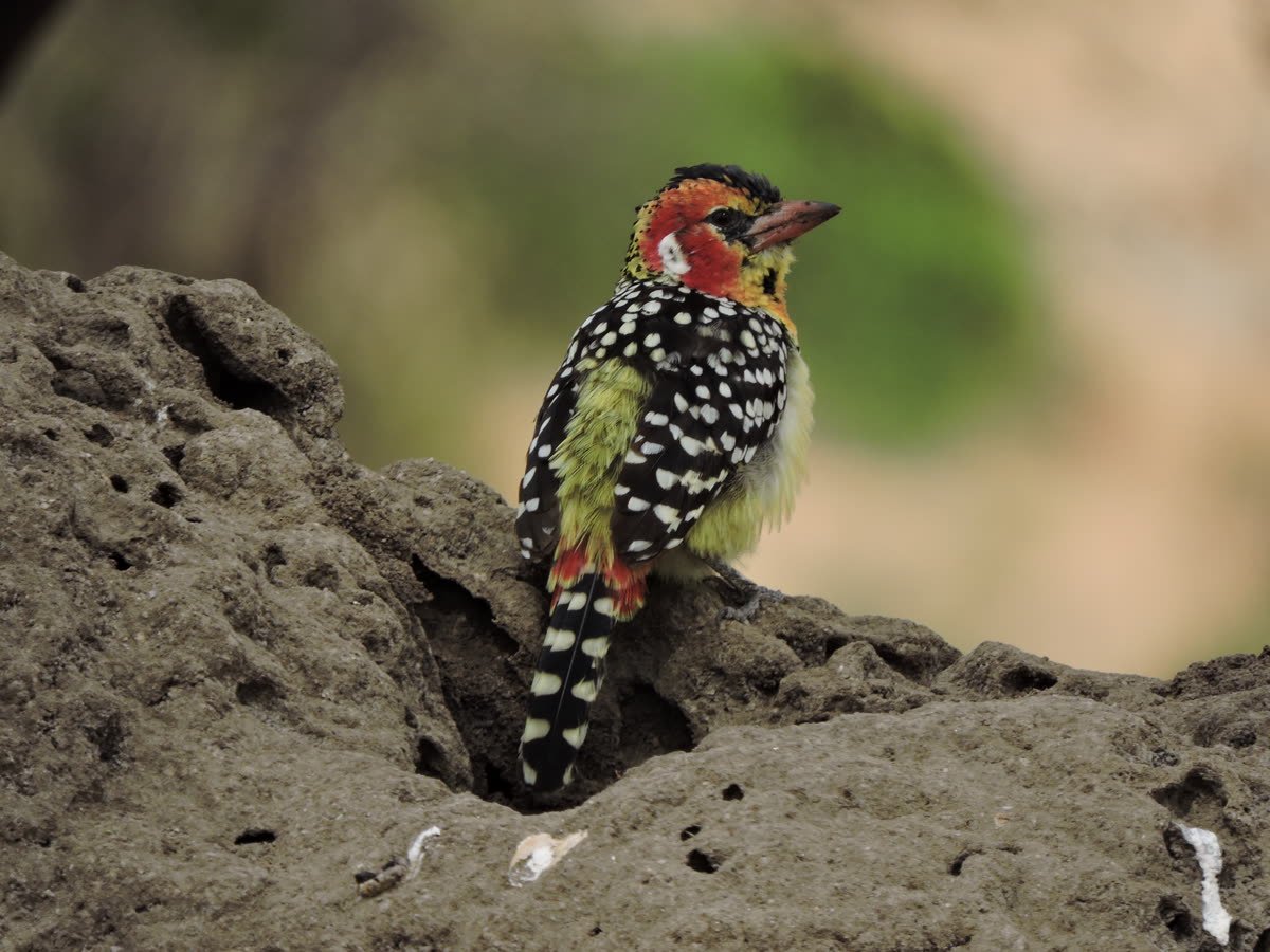 A red-and-yellow barbet on a termite mound