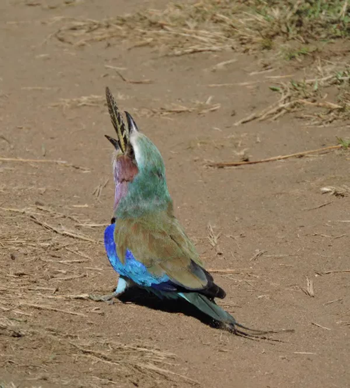 A lilac-breasted roller with wings spread