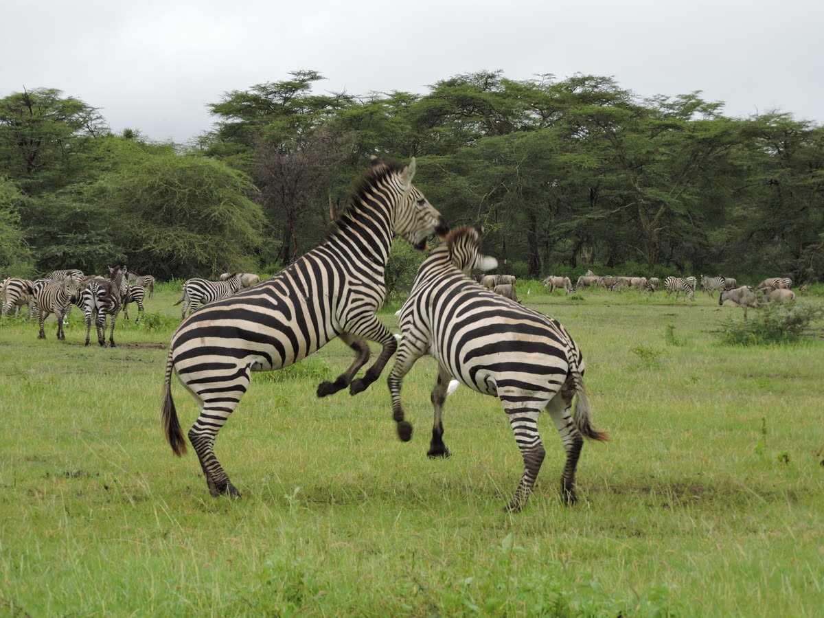 Two zebra stallions rearing in play