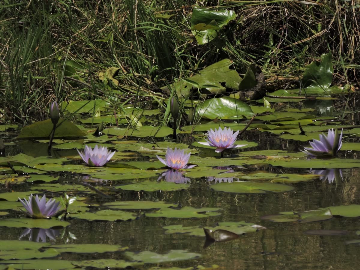 Water lilies on a quiet forest pool