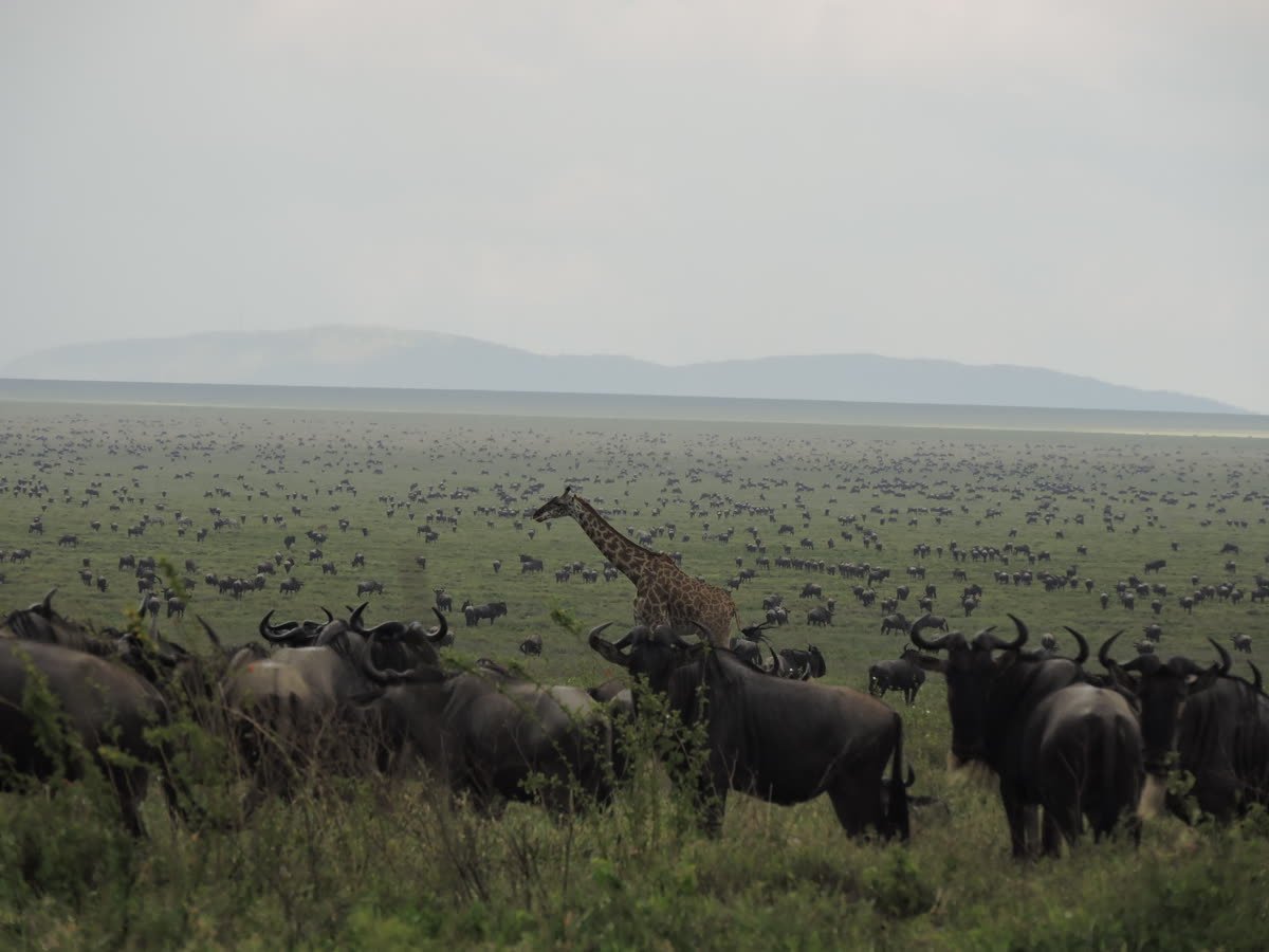 A giraffe among the migration herds