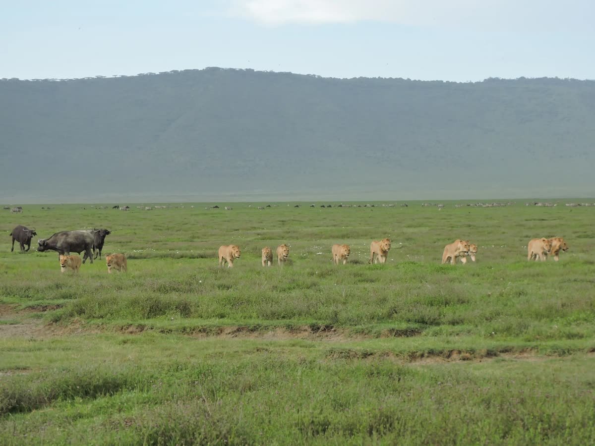 The Ngorongoro crater floor beneath its wall