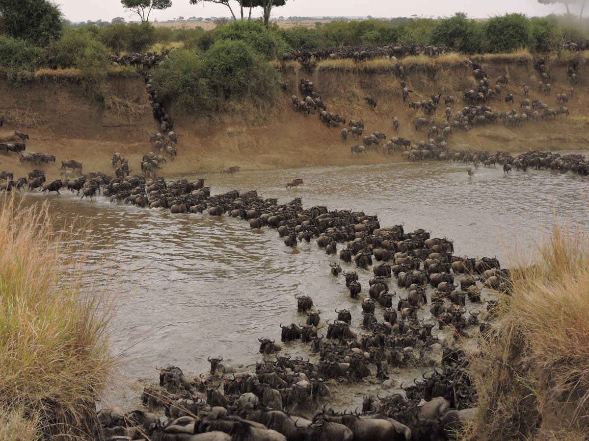 Wildebeest plunging across the Mara River