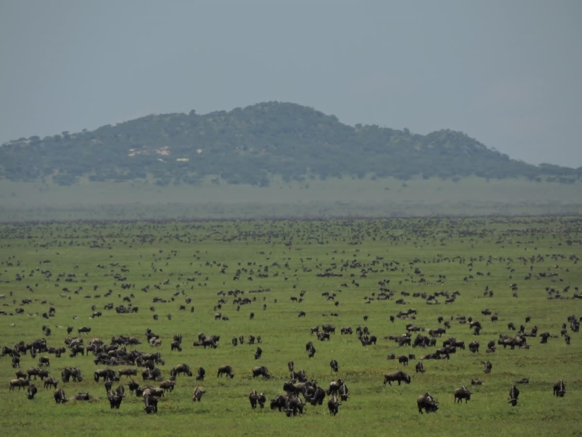 Migration herds spread across the open plain