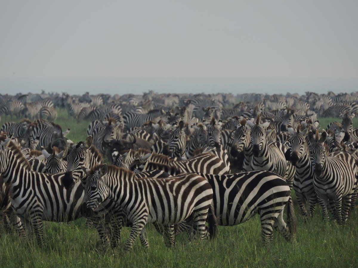 A dense herd of zebra on the plains
