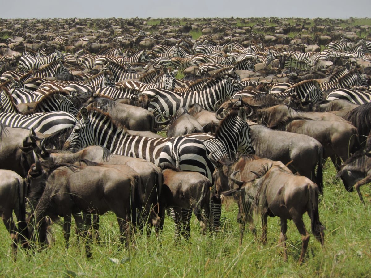 Zebra and wildebeest packed together across the plain during the migration