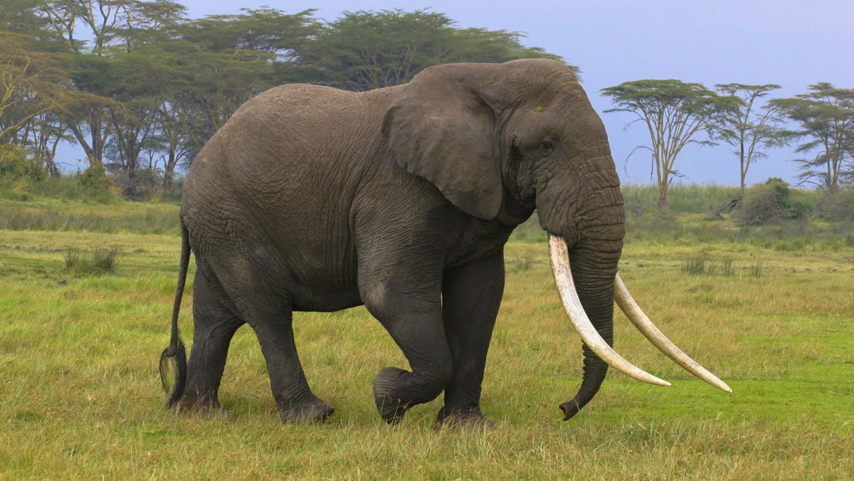 A great-tusked elephant among the acacias