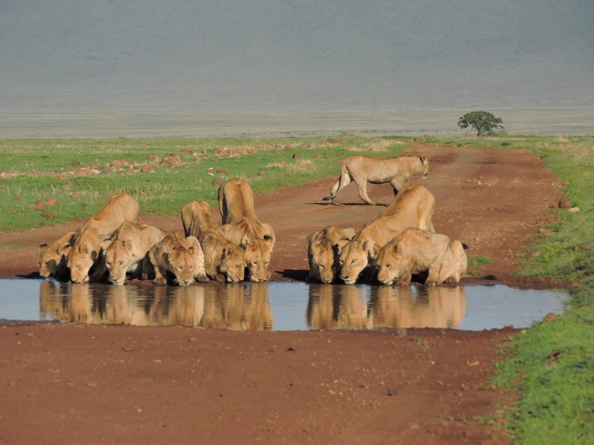 An entire lion pride drinking in a line