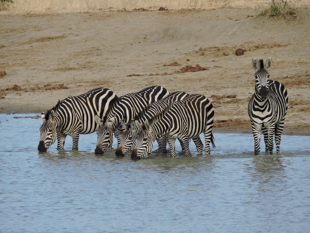 Zebra drinking at a waterhole