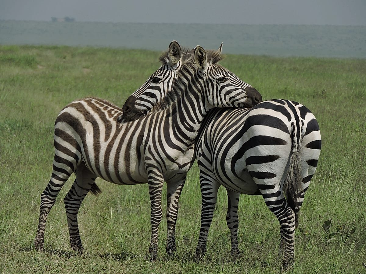 Two zebras resting their heads on each other's backs