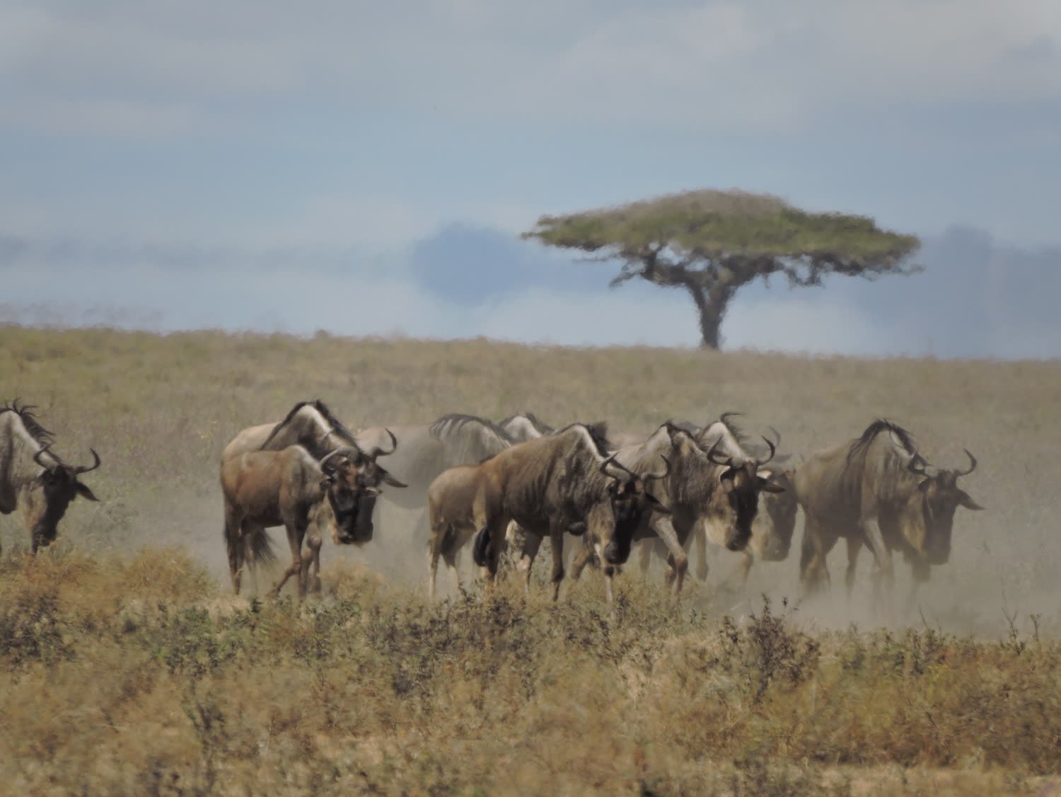 Wildebeest gathered beneath a lone acacia