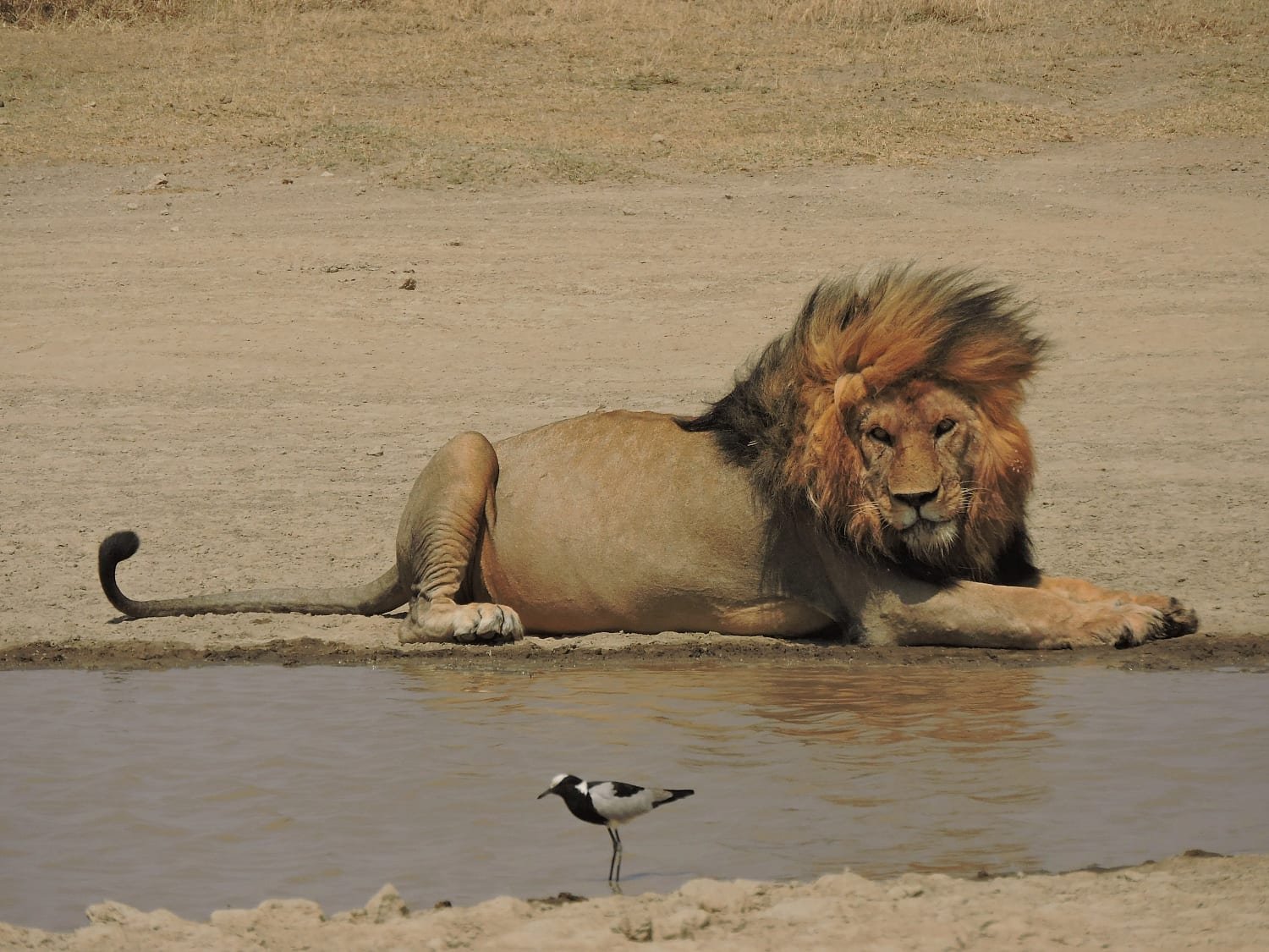 A male lion at rest at the water&rsquo;s edge, a plover standing in the shallows in front of him