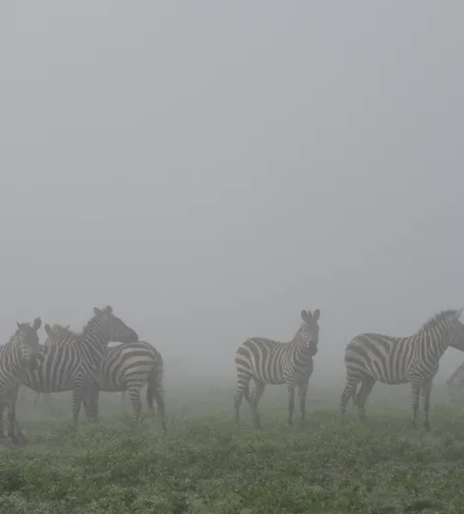 Zebra in the morning mist