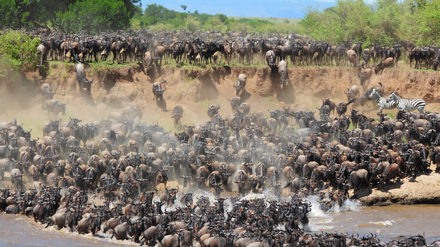 Wildebeest crossing the Mara River on the migration