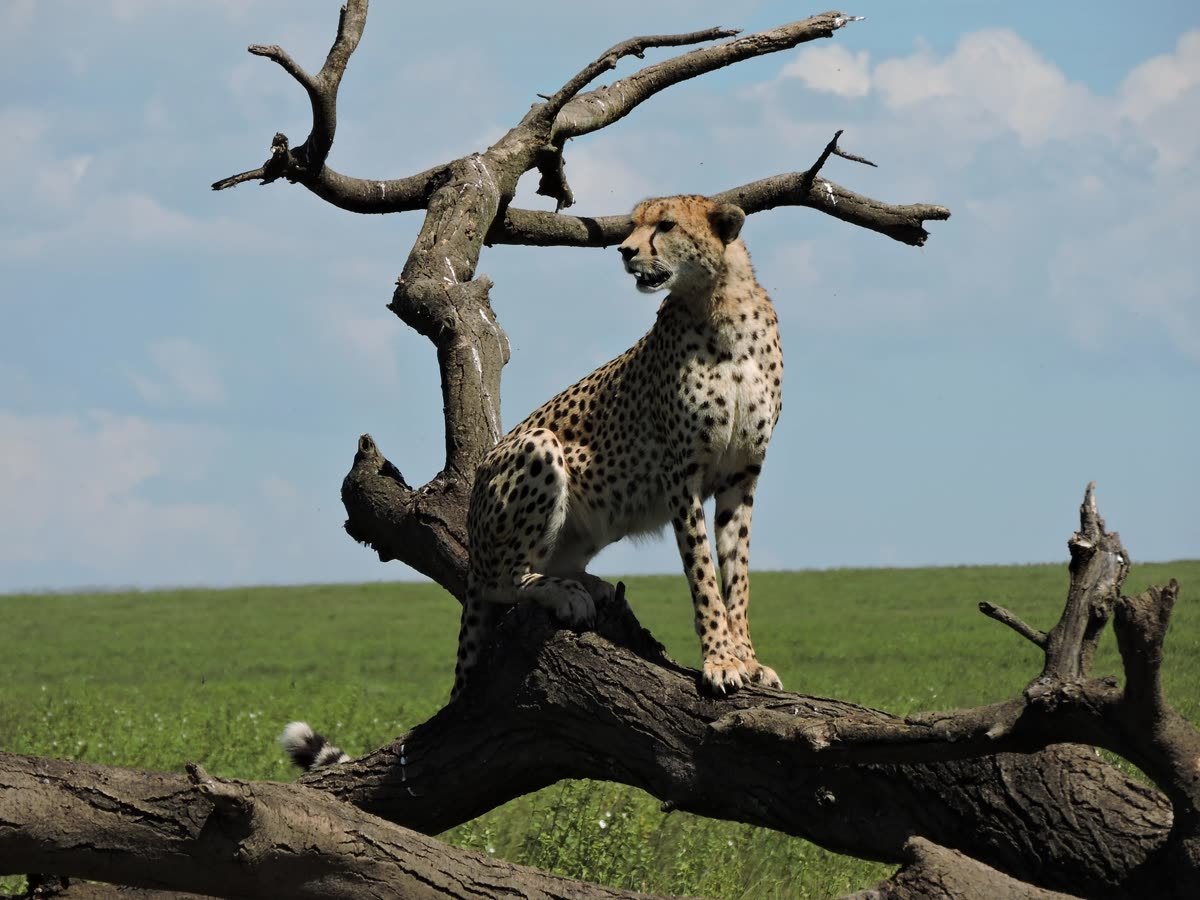 A cheetah scanning the Seronera plains from a fallen tree