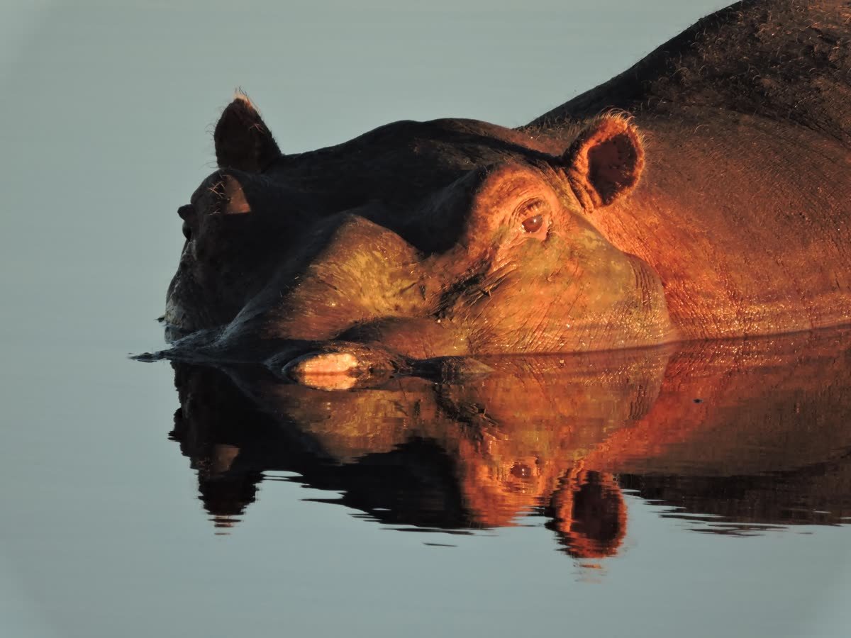 A hippo mirrored in the still waters of Lake Manyara