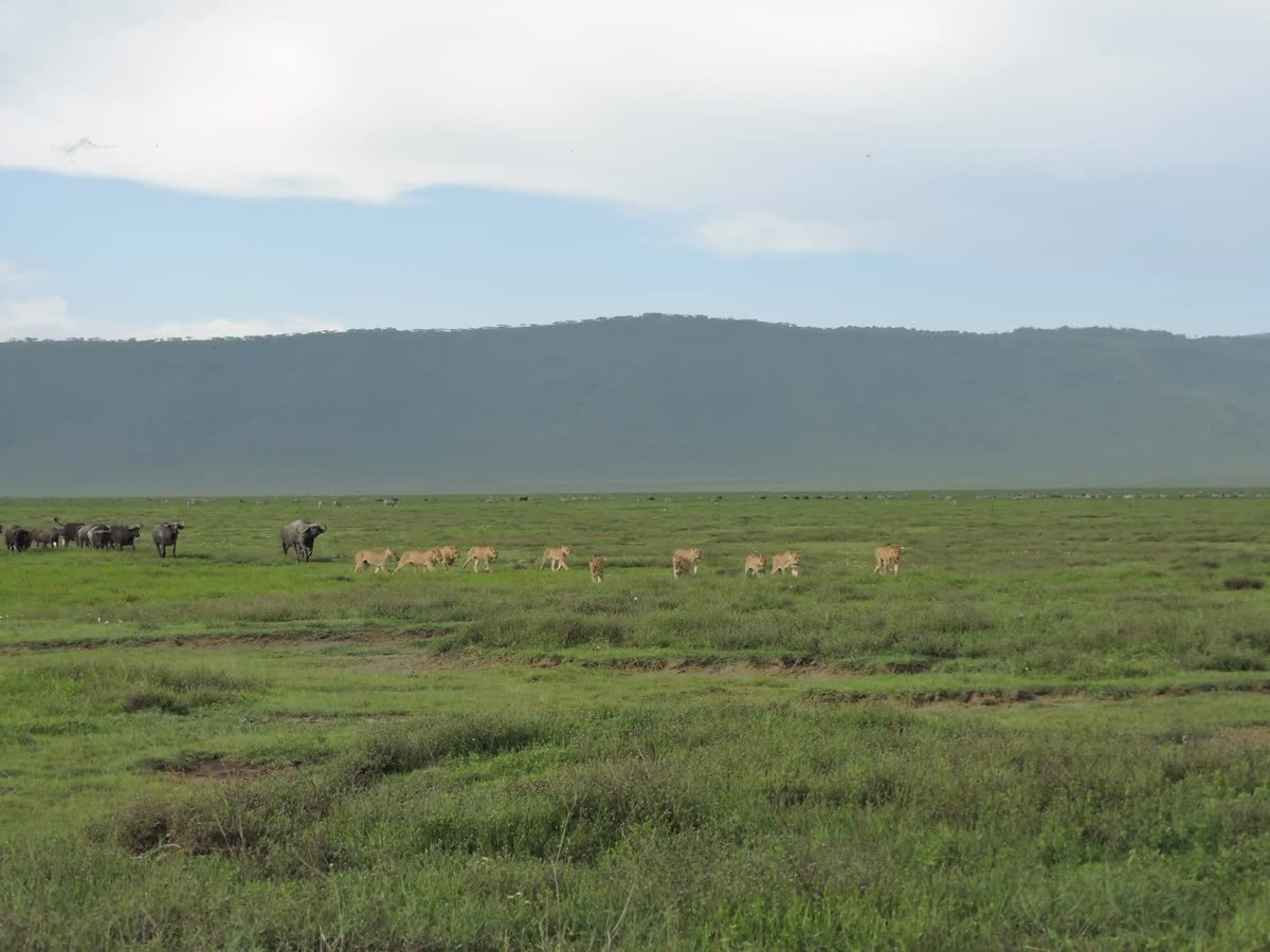 The Ngorongoro crater floor beneath its towering wall