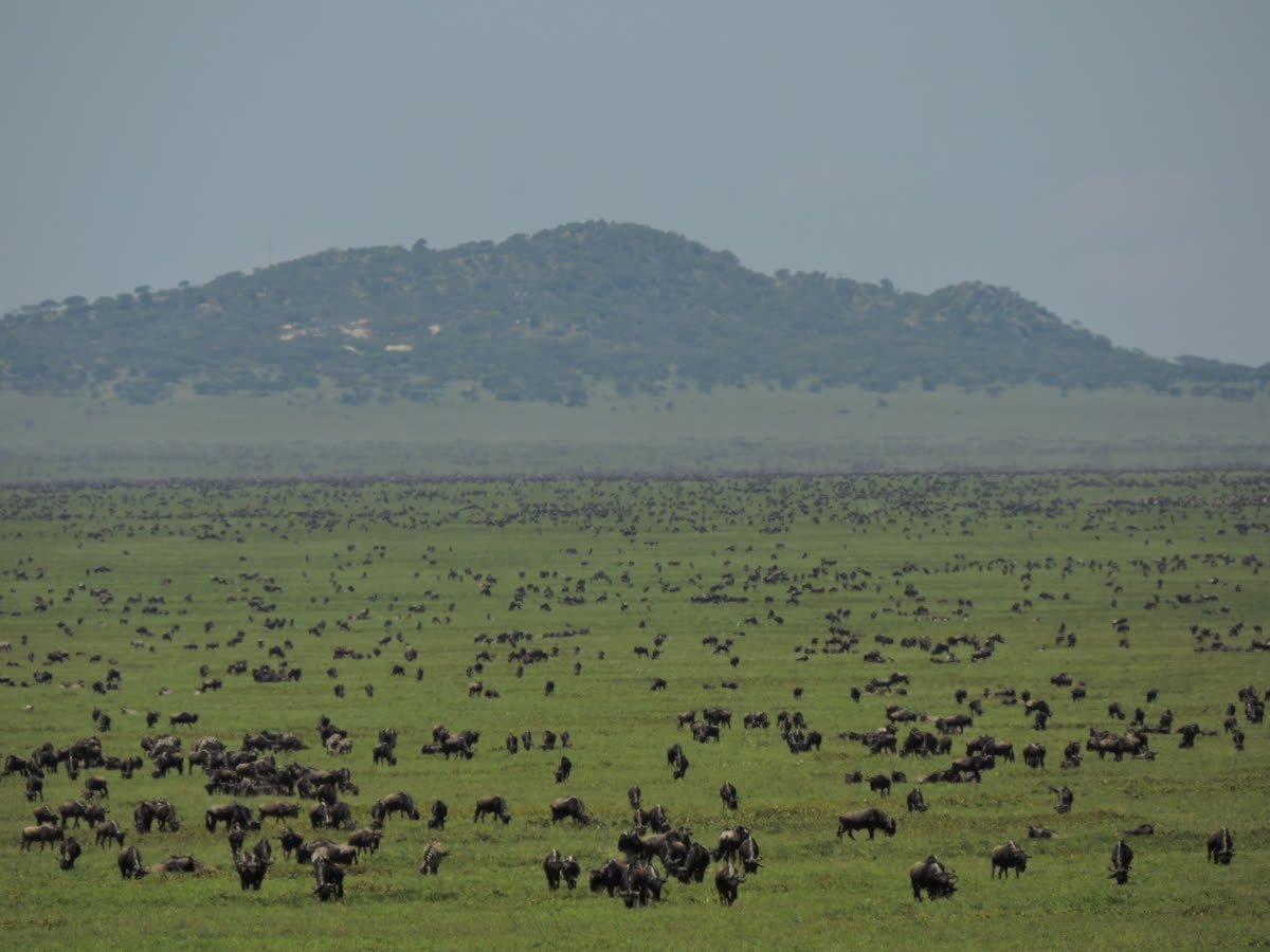 Migration herds scattered across the endless Serengeti
