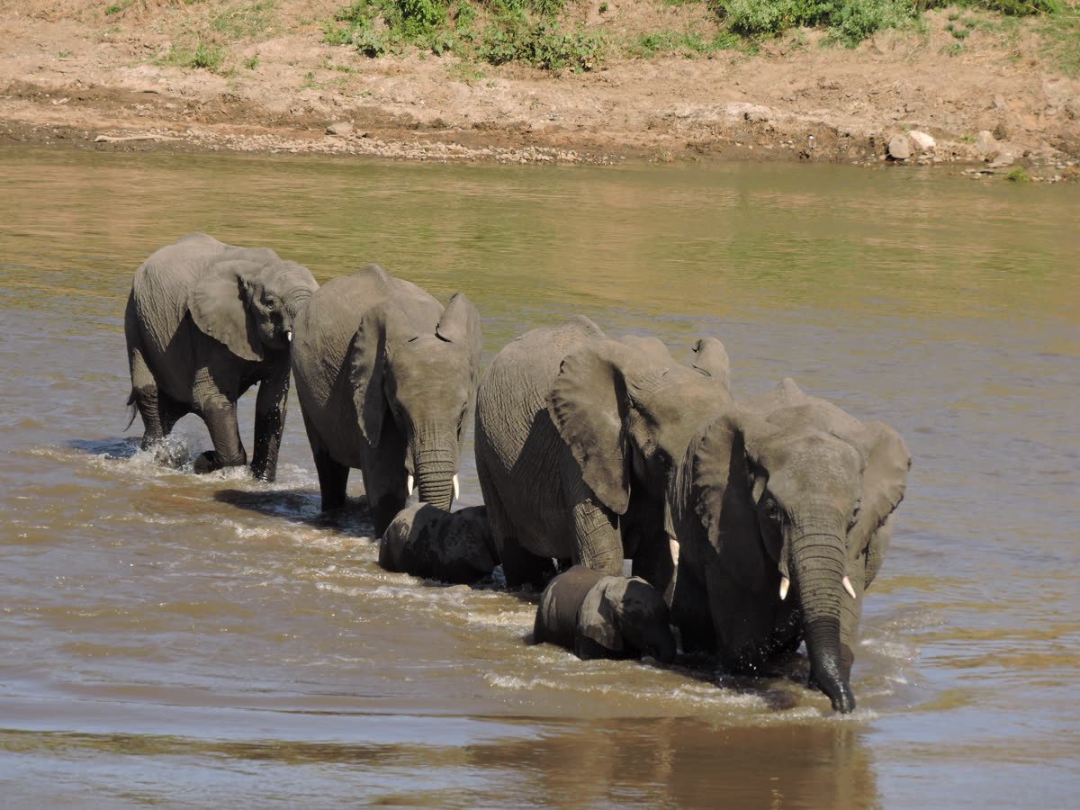 Elephants gathered to drink at a Tarangire river