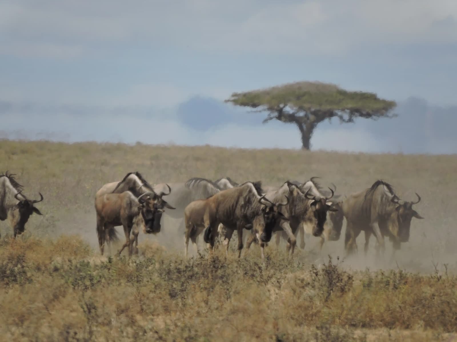 Wildebeest gathered beneath a lone acacia on the plains