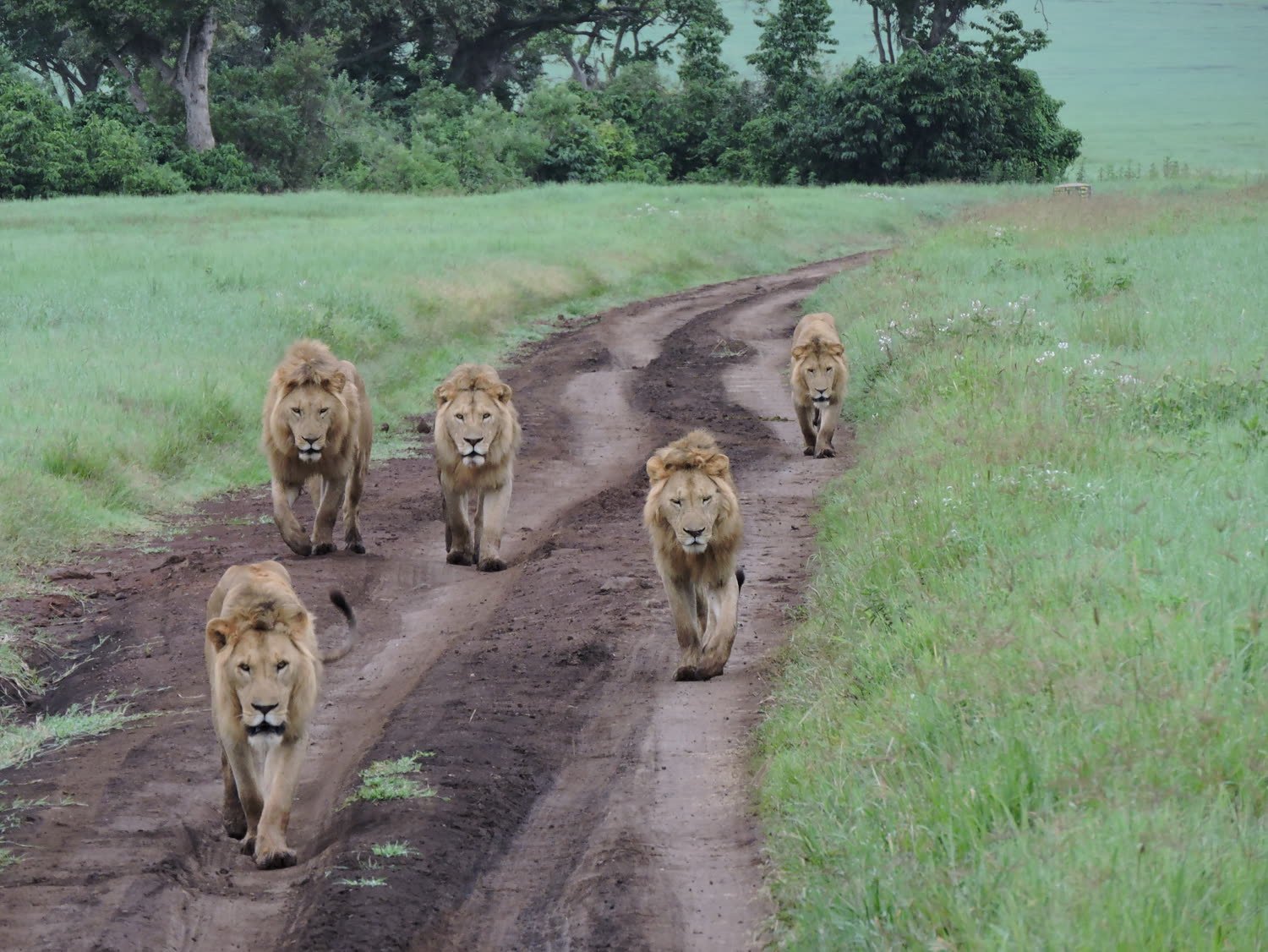 A coalition of lions on the track at dawn