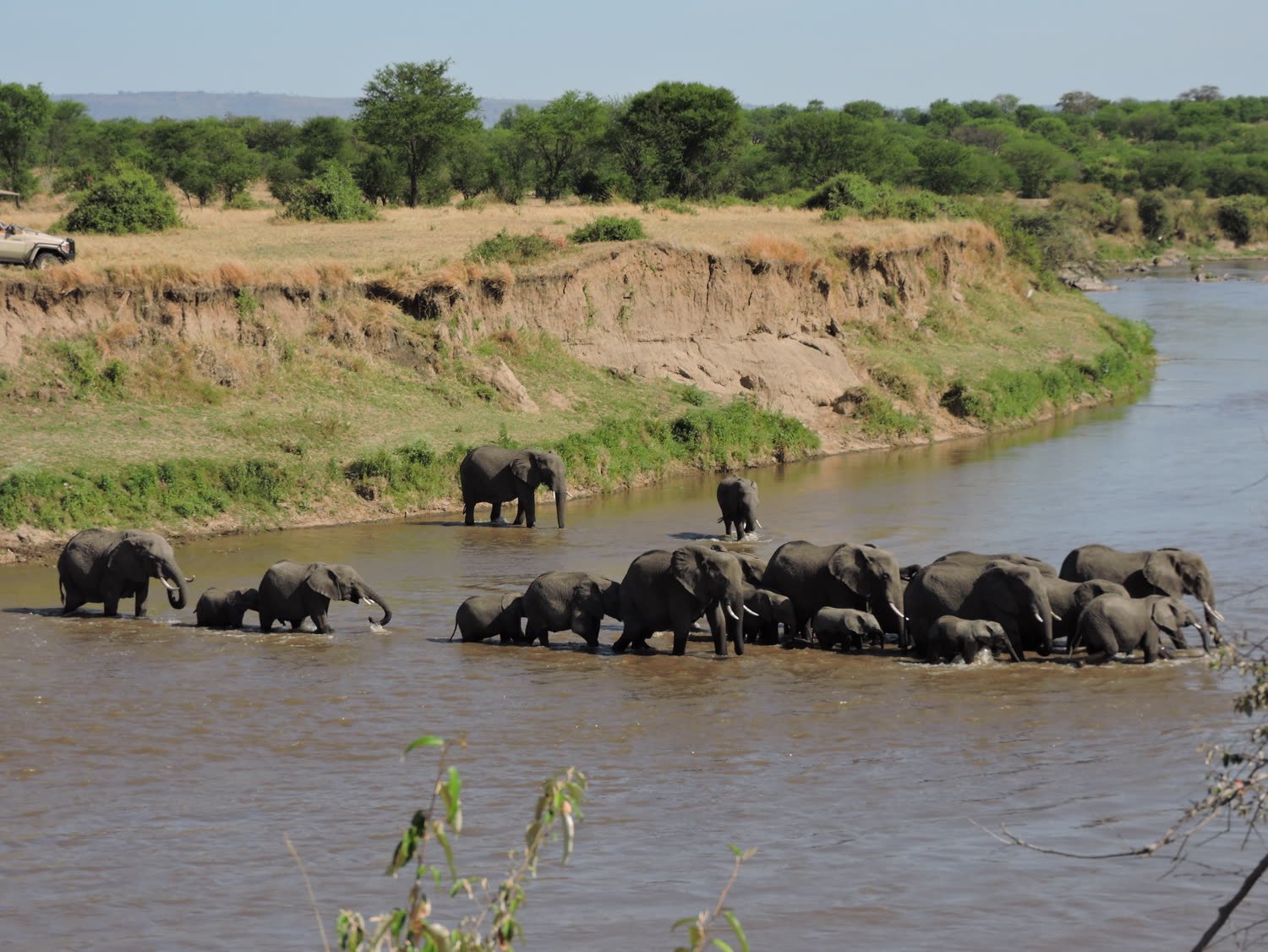 Elephants at a bend in the river