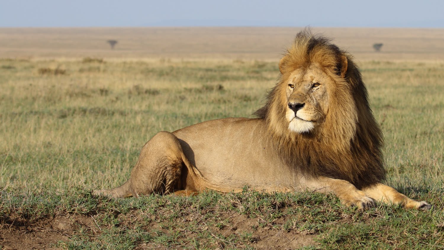 A male lion at rest on the open savannah